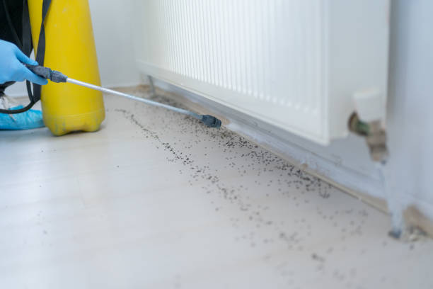 Best Pest Control Near Me  in Poway, CA